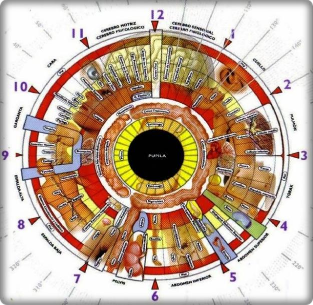 Può l'iride indicare le patologie?