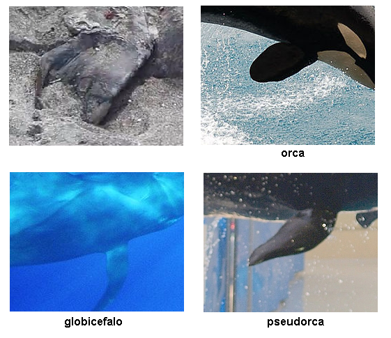 la pinna pettorale dell’animale a confronto con quelle di orca, globicefalo, pseudorca