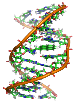 Struttura Gene F1SH di tipo A1